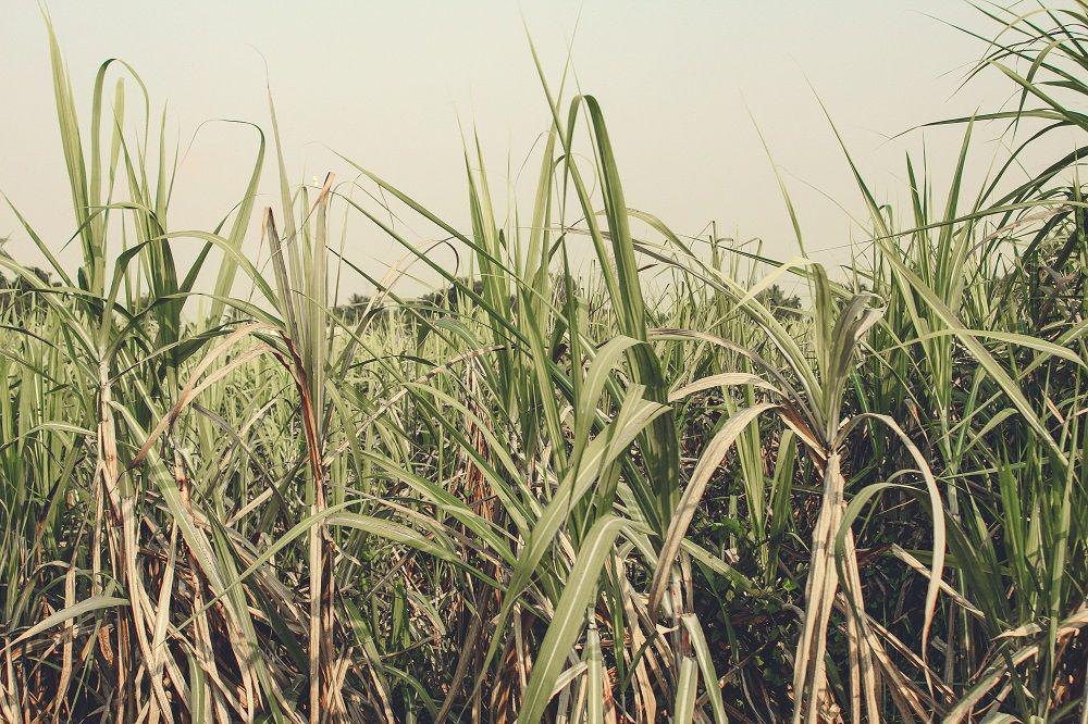 ilustrasi sugar cane atau tebu (unsplash.com/Hồ Ngọc Hải)