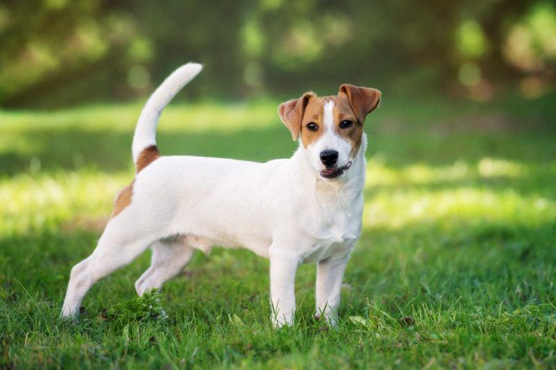 Jack rusell terrier (hellobark.com)