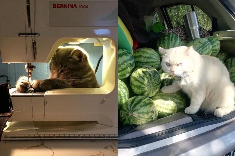 15 Foto Kucing Kerja kayak Manusia, Mana Paling Cocok?