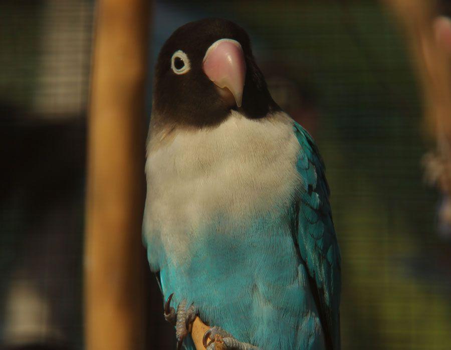 lovebirds (unsplash.com/Joana Pires)