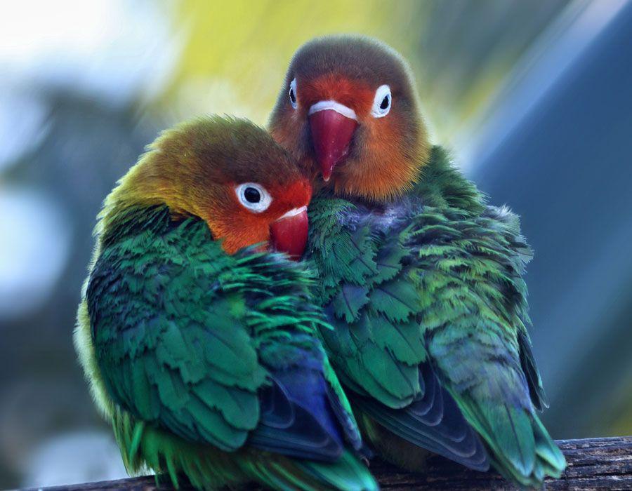 lovebirds (pexels.com/Moussa Idrissi)