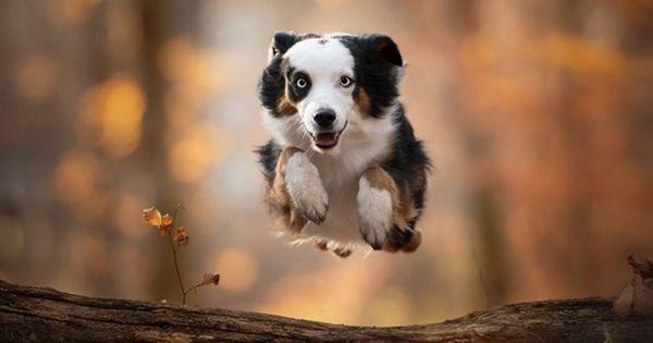 5 Spesies Anjing dengan Kemampuan Melompat Paling Tinggi di Dunia
