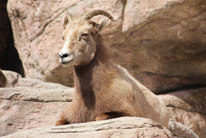 Bighorn sheep betina bertanduk lebih kecil. (commons.wikimedia.org/Postdlf)