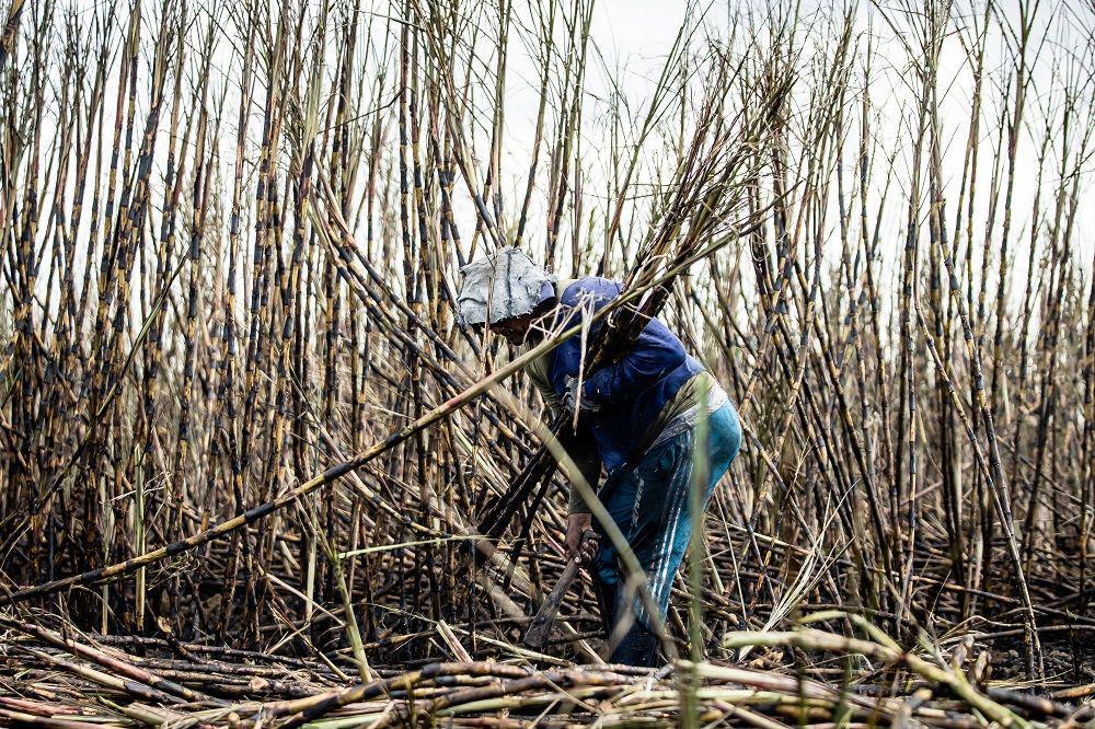 ilustrasi sugar cane atau tebu (www.pexels.com/alexandre saraiva carniato)