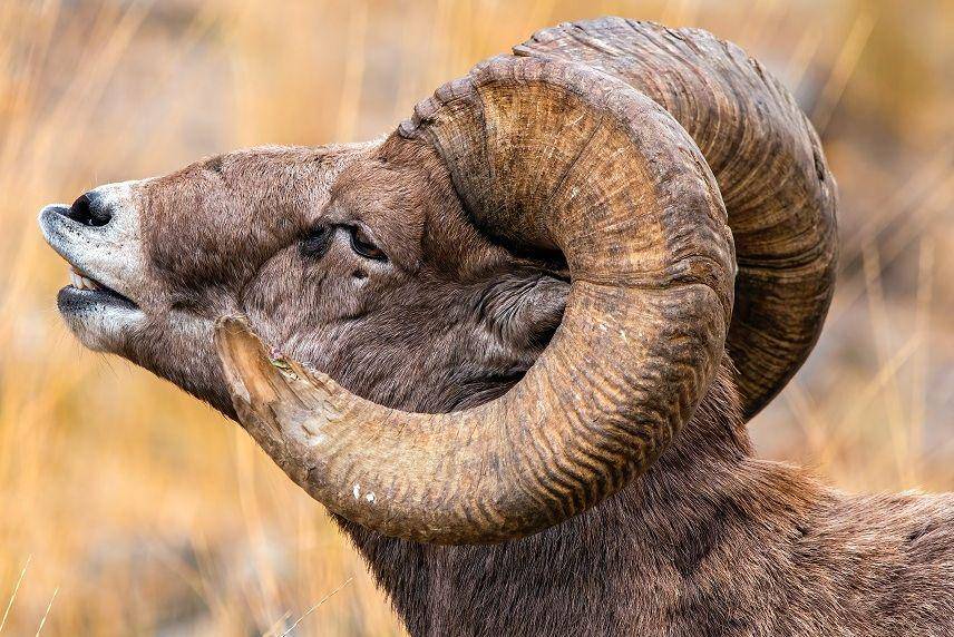 Kepala bighorn sheep tampak dekat. (pexels.com/frank-cone-140140)