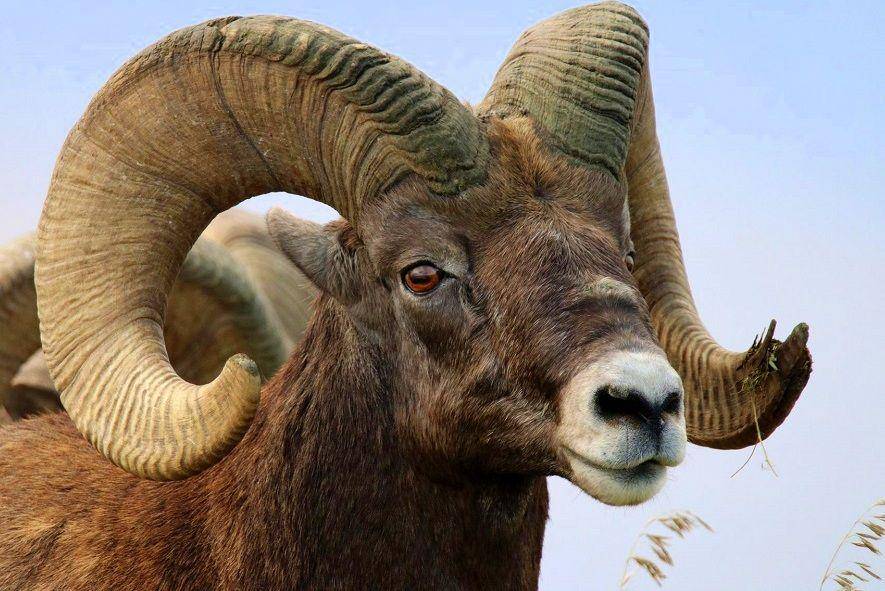 Kepala bighorn sheep jantan tampak dekat. (pixabay.com/sledgirlmt-13999113)