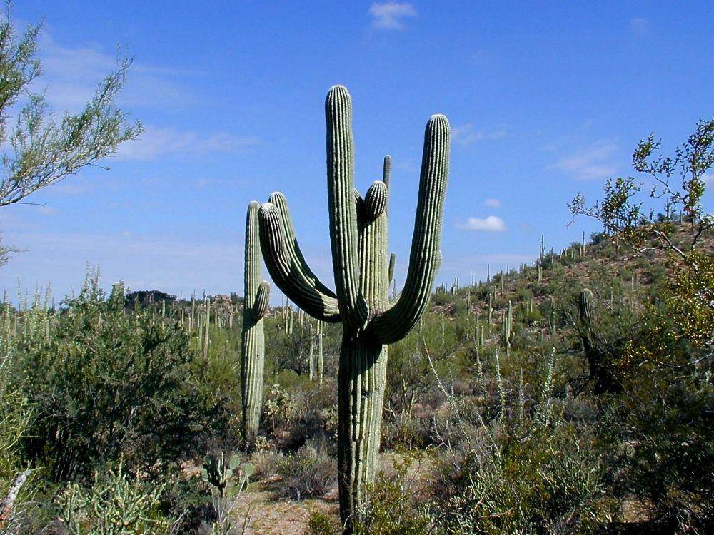 Taman Nasional Saguaro (pixabay.com/127071)