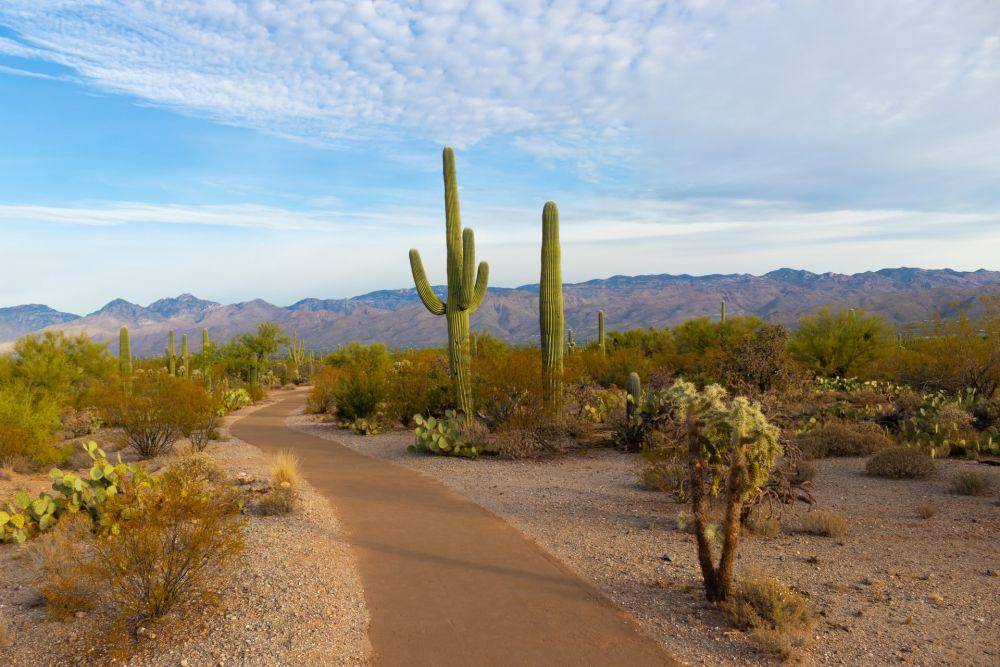 Taman Nasional Saguaro (unsplash.com/Christoph von Gellhorn)