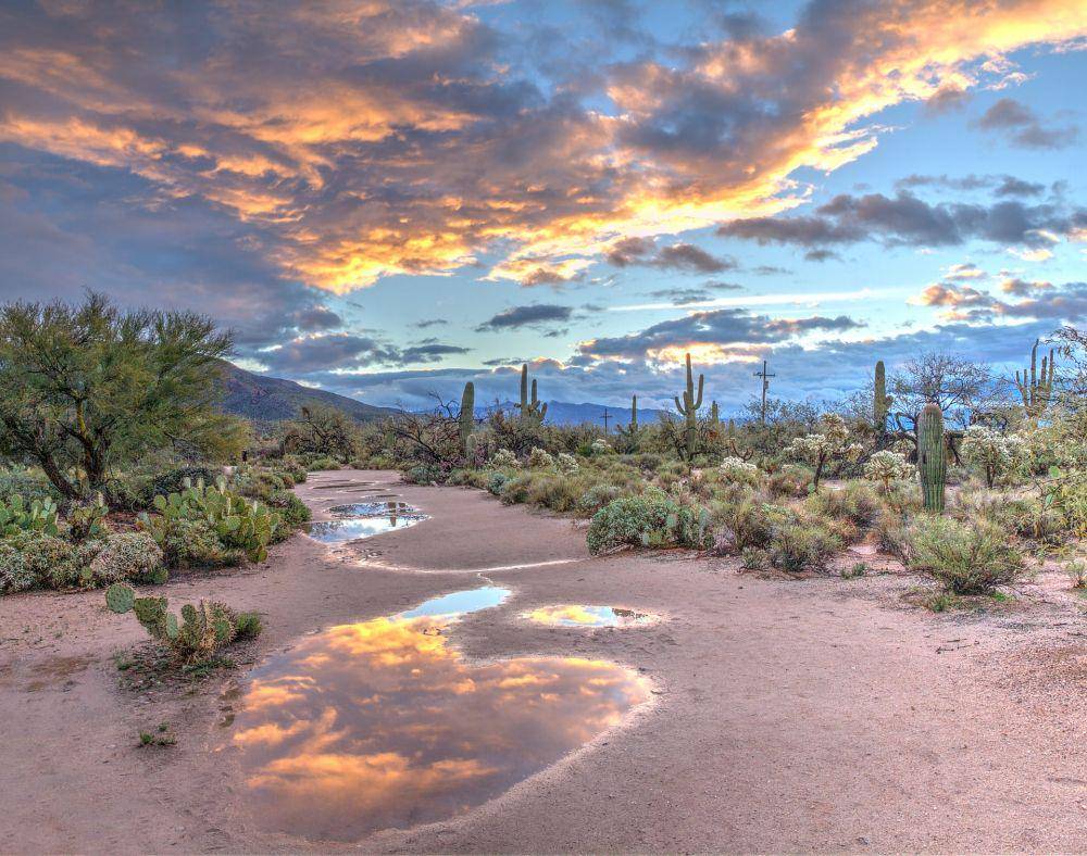 Taman Nasional Saguaro (unsplash.com/Dulcey Lima)