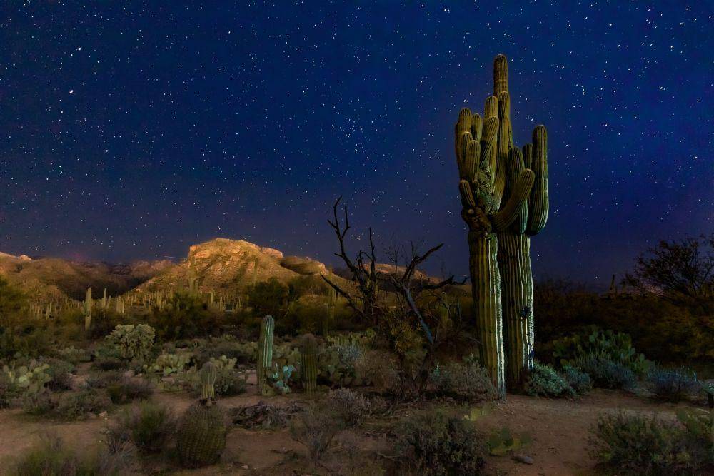 Taman Nasional Saguaro (unsplash.com/Dulcey Lima)