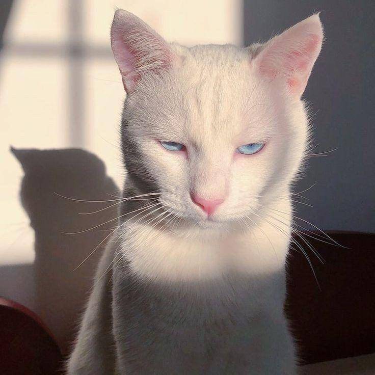 Muka julid kucing (via twitter.com/weirdlilguys)