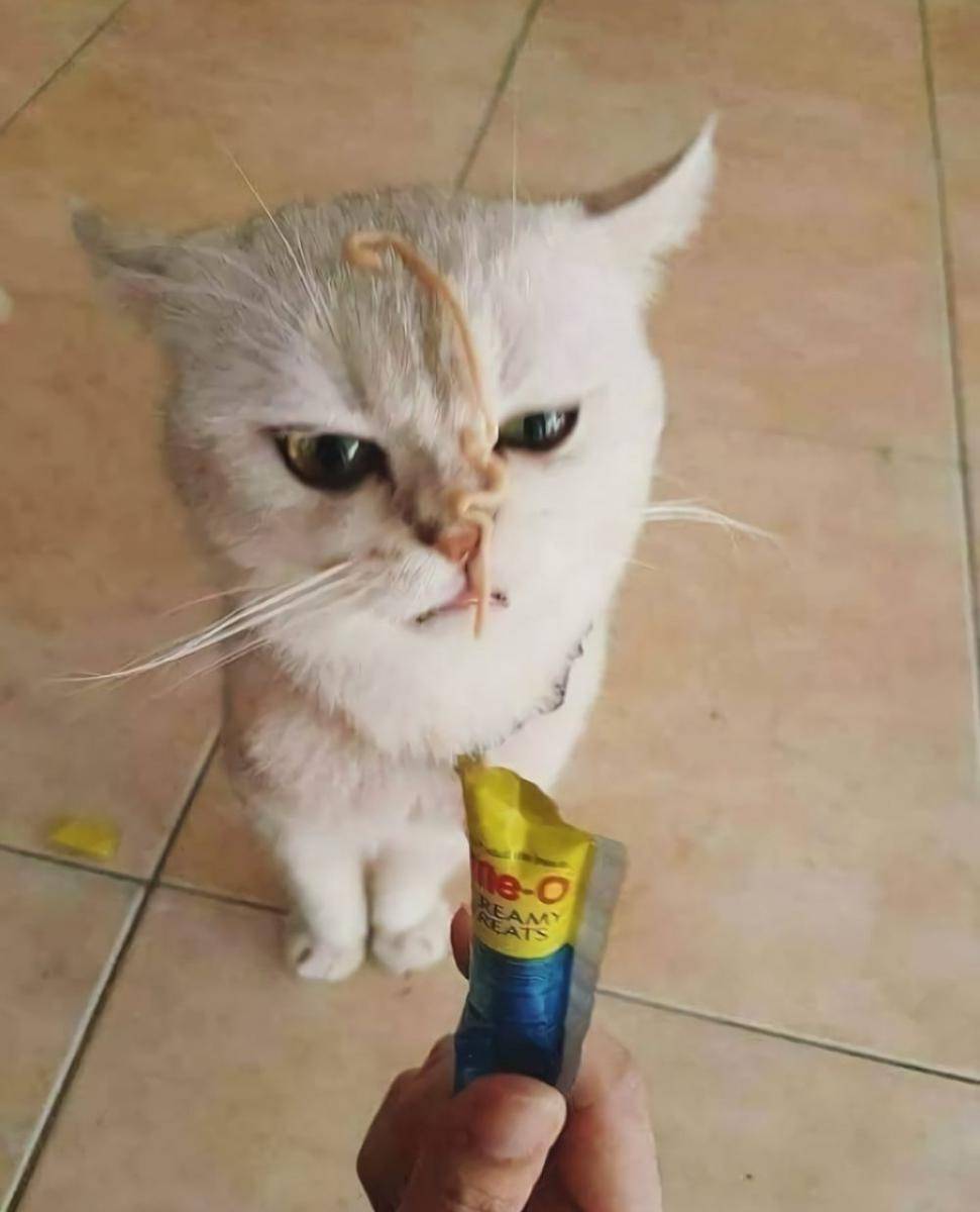 Muka julid kucing (via twitter.com/kochengfess)