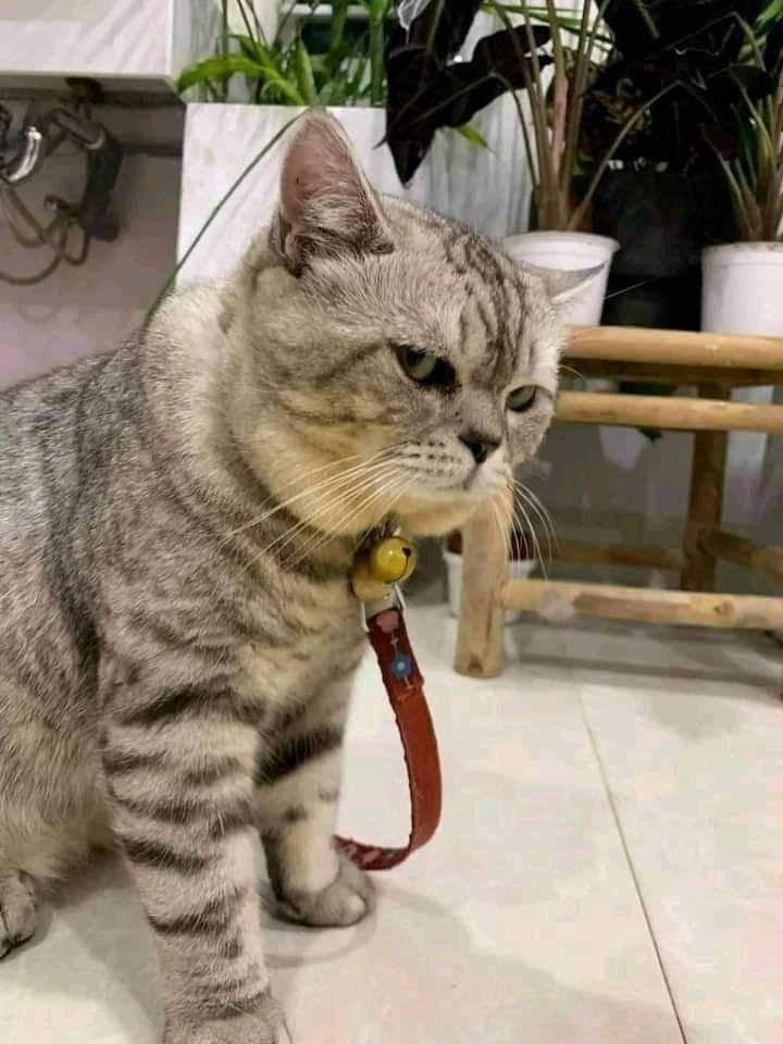 Muka julid kucing (via twitter.com/ulat_bulu_bulu)