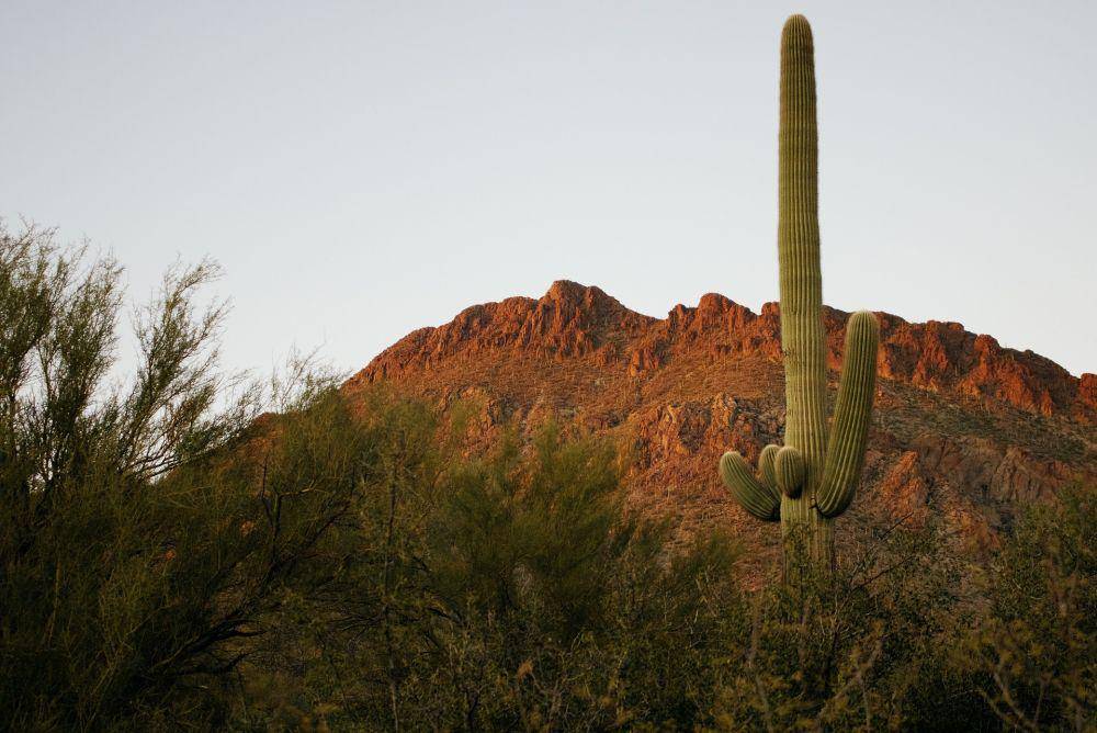 Taman Nasional Saguaro (pixabay.com/picsbyjameslee)