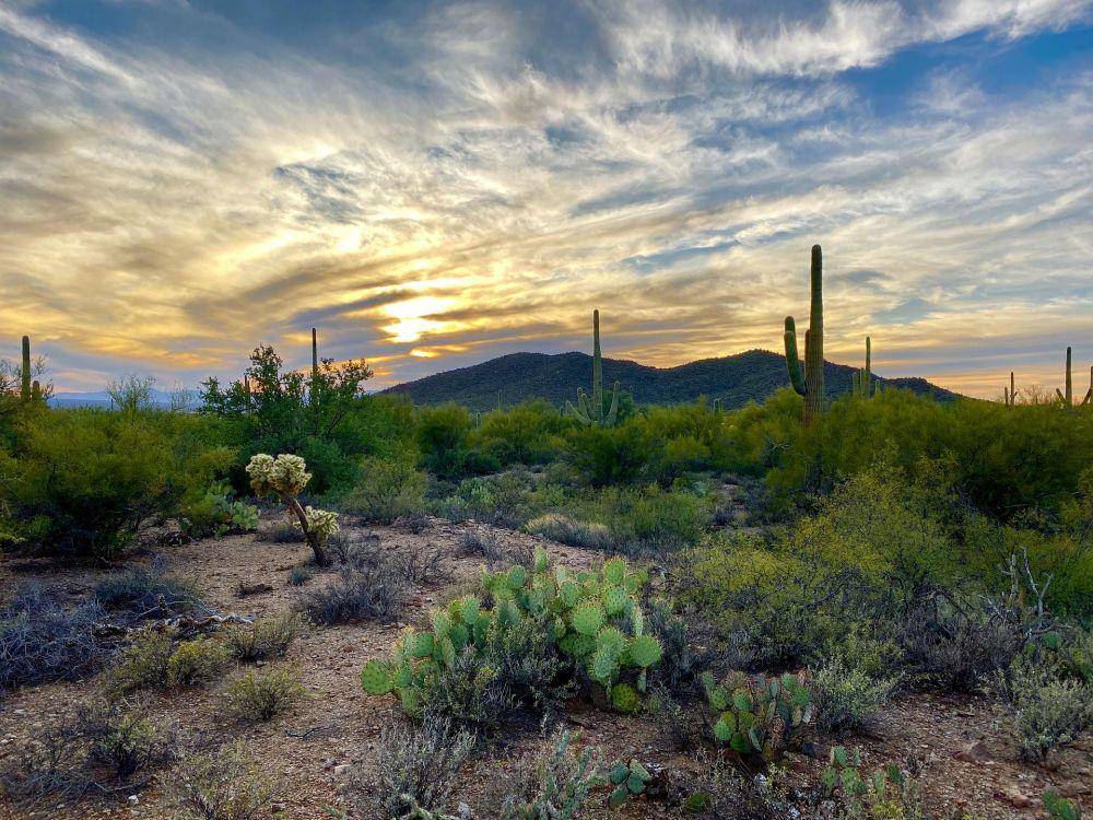 Taman Nasional Saguaro (pixabay.com/picsbyjameslee)