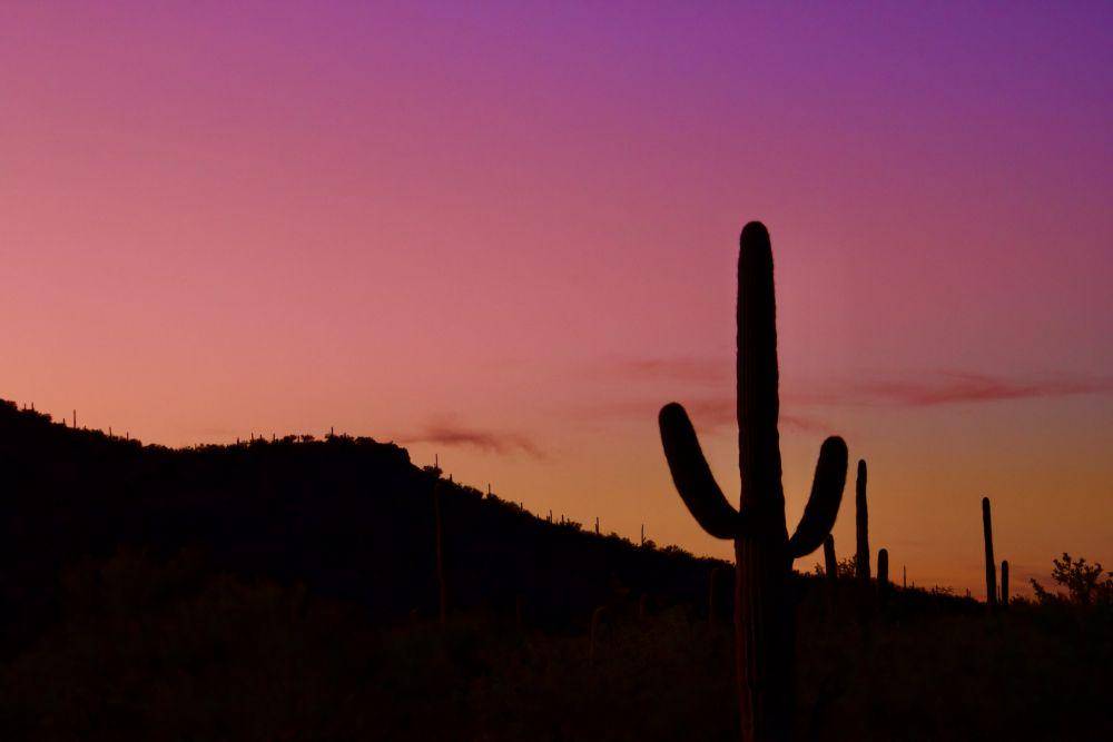Taman Nasional Saguaro (unsplash.com/James Lee)