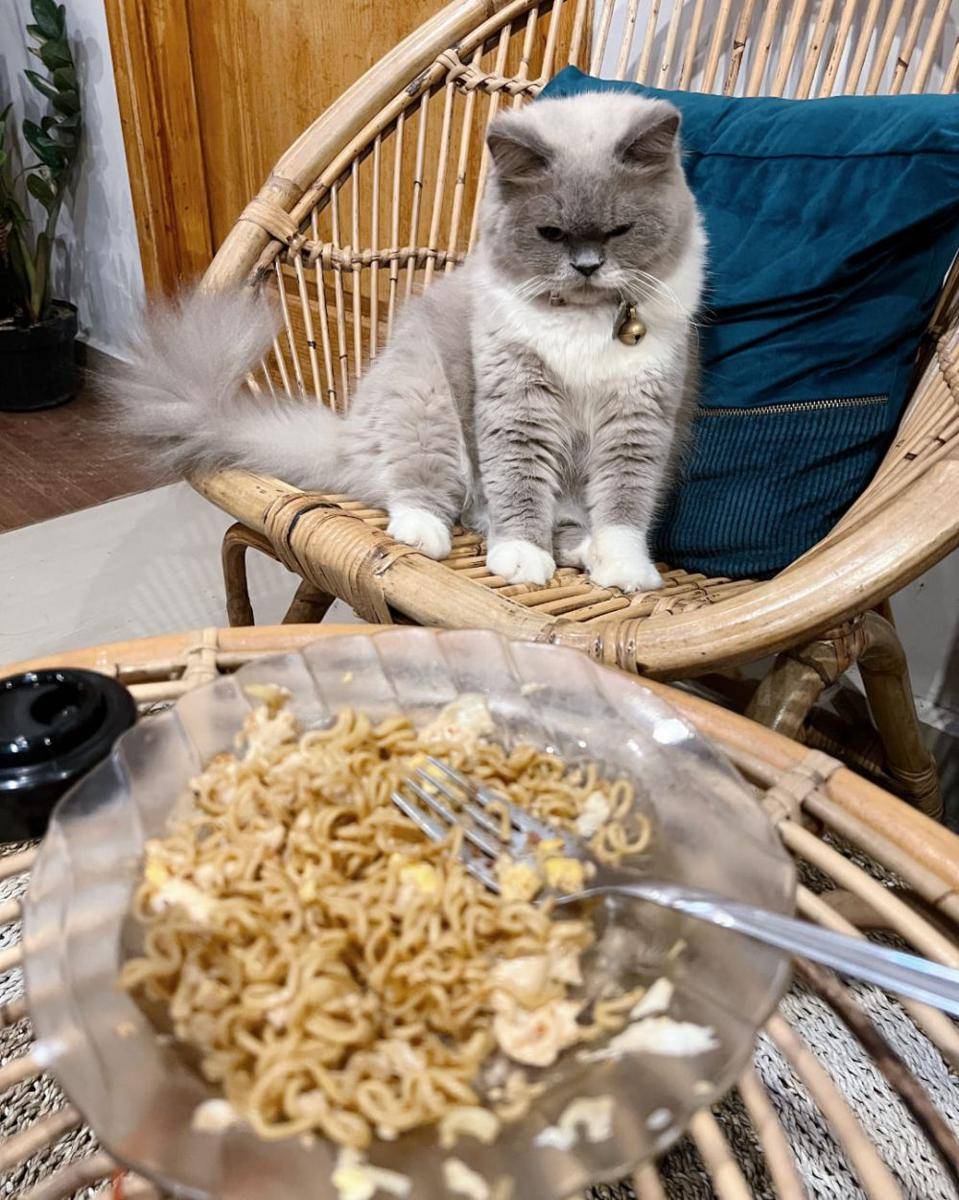 Muka julid kucing (via twitter.com/kochengfess)