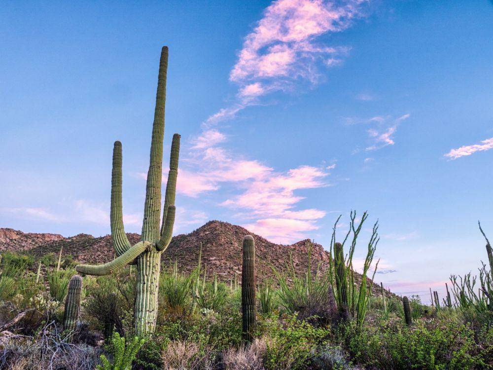 Taman Nasional Saguaro (unsplash.com/Raychel Sanner)