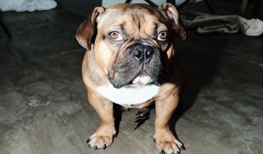 Anjing American Bully (https://www.instagram.com/pradityarawmadhan/)