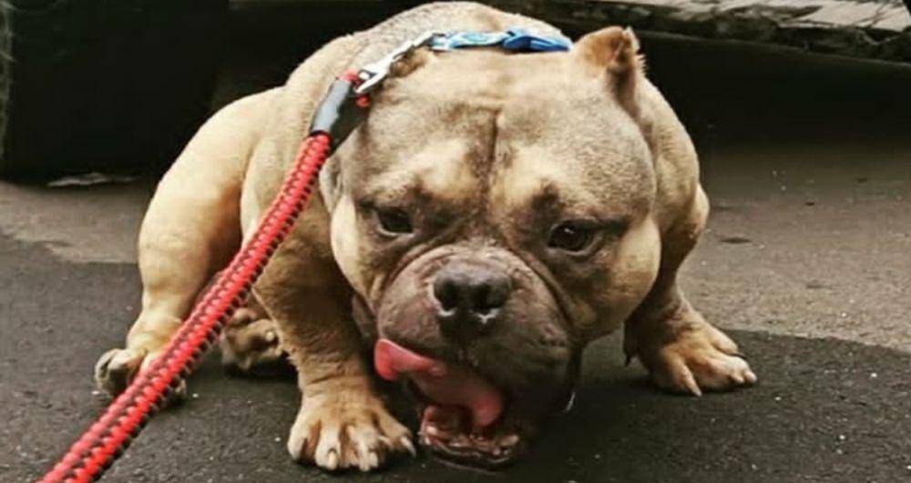 Anjing American Bully (https://www.instagram.com/pradityarawmadhan/)