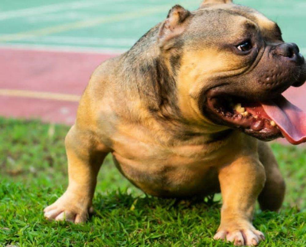 Anjing American Bully (https://www.instagram.com/pradityarawmadhan/)