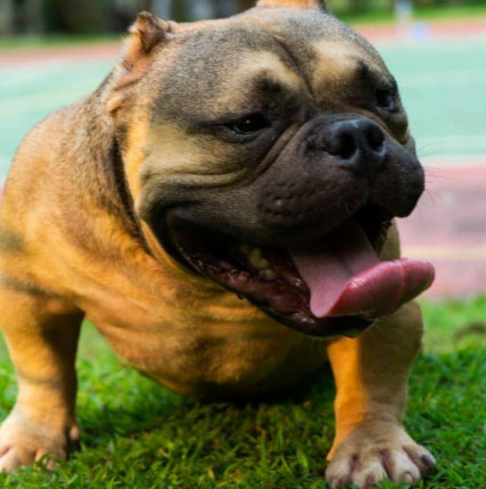 Anjing American Bully (https://www.instagram.com/pradityarawmadhan/)