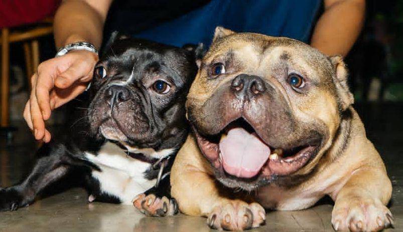 Anjing American Bully (https://www.instagram.com/pradityarawmadhan/)