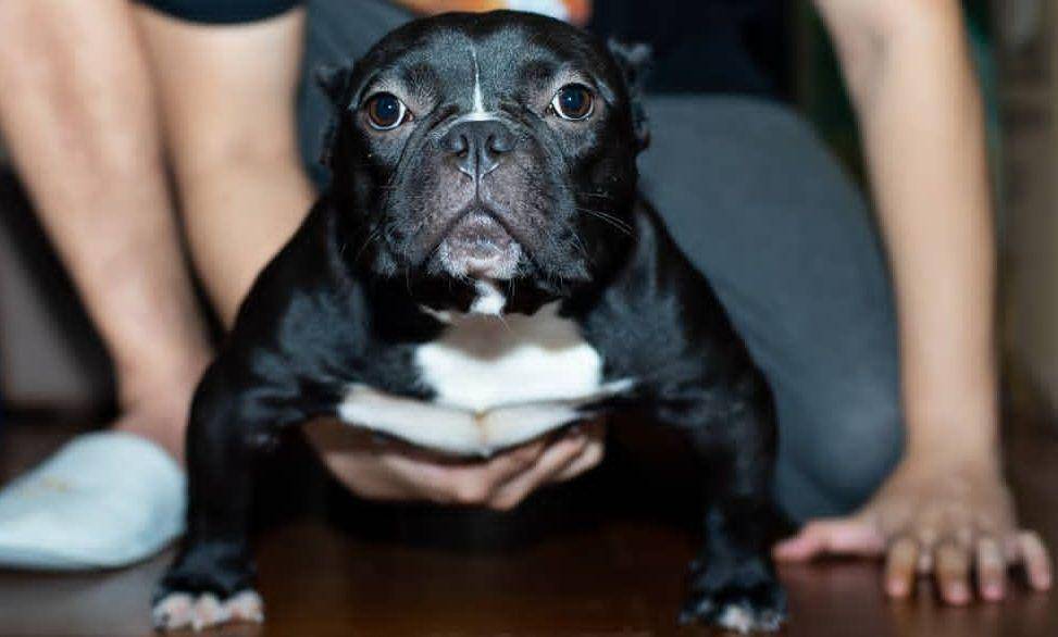 Anjing American Bully (https://www.instagram.com/pradityarawmadhan/)