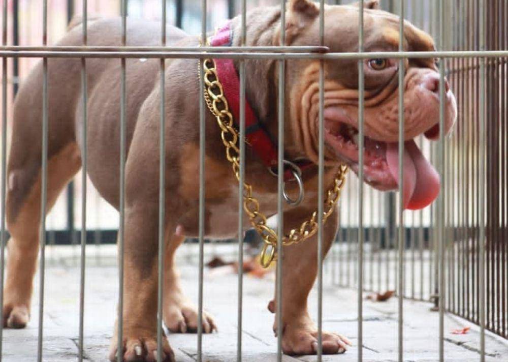 Anjing American Bully (https://www.instagram.com/pradityarawmadhan/)