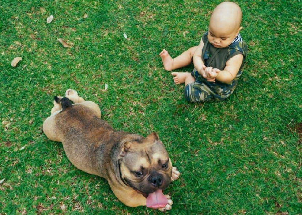 Anjing American Bully (https://www.instagram.com/pradityarawmadhan/)
