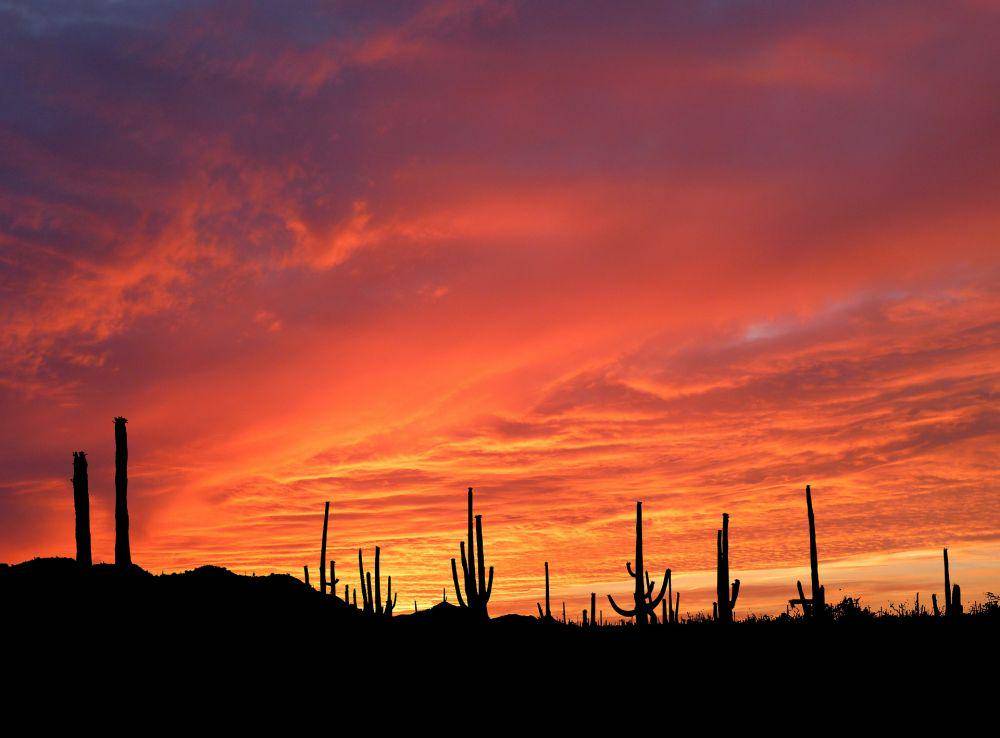 Taman Nasional Saguaro (pixabay.com/rauschenberger)