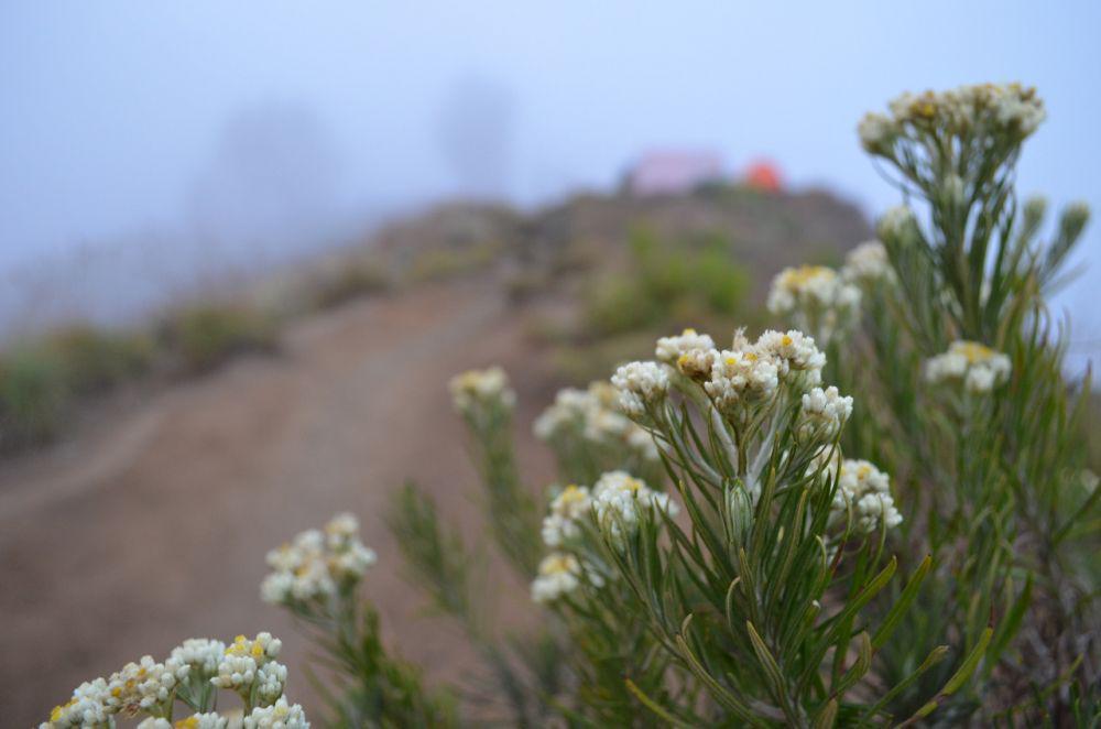 6 Fakta dan Makna Menarik tentang Bunga Edelweiss, Pendaki Wajib Tahu!