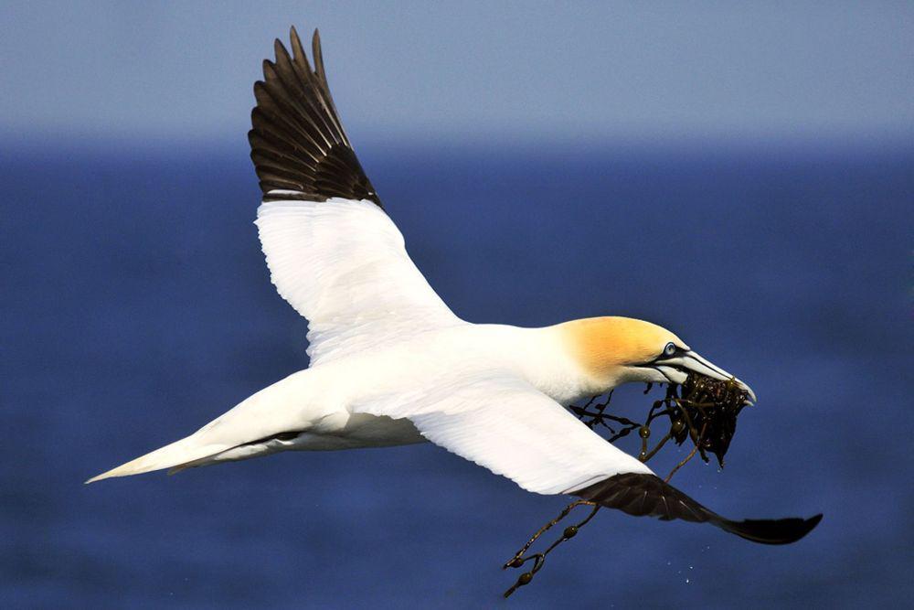 burung gannet (amazingplaces.com)