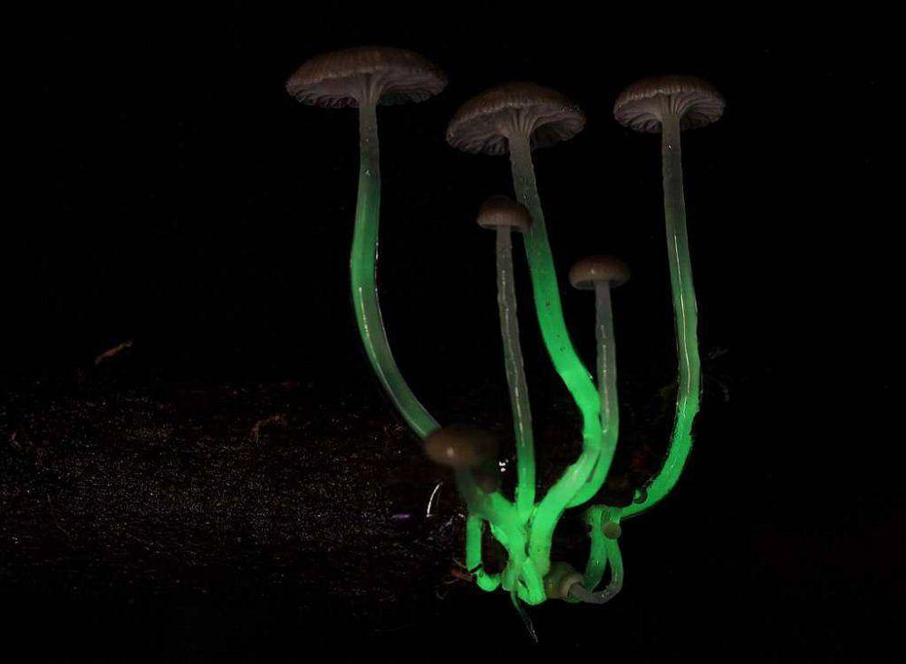 Mycena luxaeterna (commons.wikimedia.org/Grant (Grande4231))