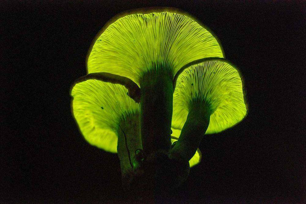 Omphalotus subilludens (commons.wikimedia.org/Alexey Sergeev