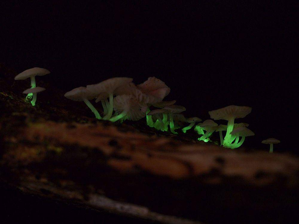 Mycena roseoflava (commons.wikimedia.org/Jpallante)