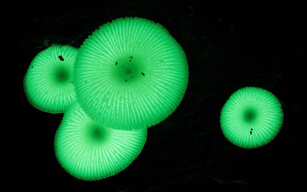 Mycena chlorophos (commons.wikimedia.com/Steve Axford)