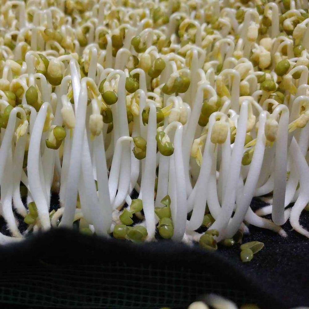 potret kecambah(instagram.com/h.vegetables)