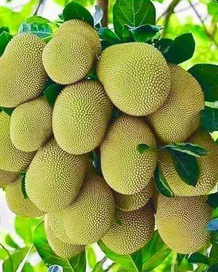 potret gori(instagram.com/suplier_bibit_buah_dan_pupuk)