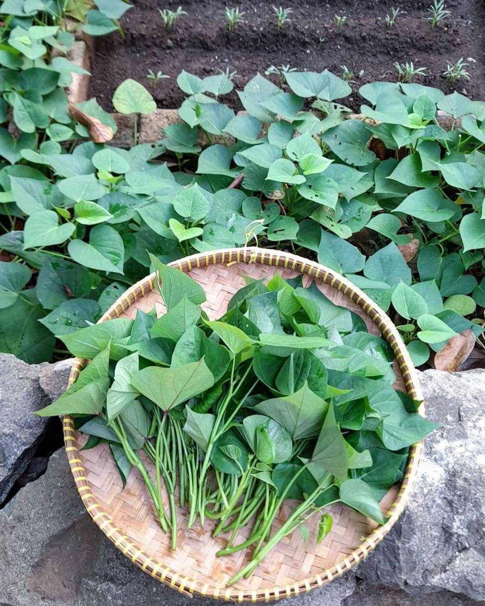 potret daun ubi(instagram.com/kartinidjauhari)