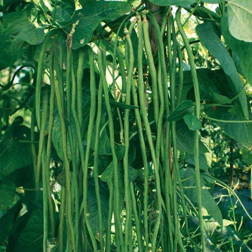 potret kacang panjang(instagram.com/grosirbibitsayur)