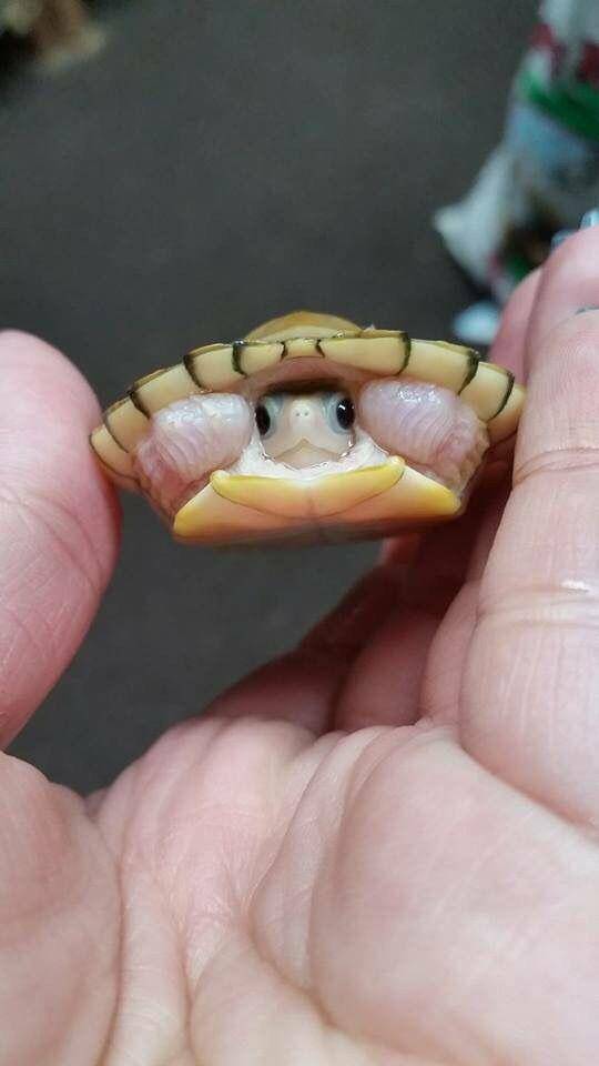potret gemas hewan kecil (reddit.com/user/morgiibee)