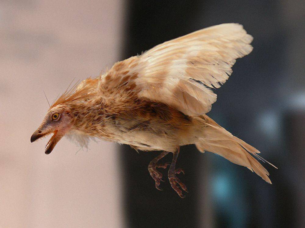 ilustrasi model Iberomesornis (commons.wikimedia.org)