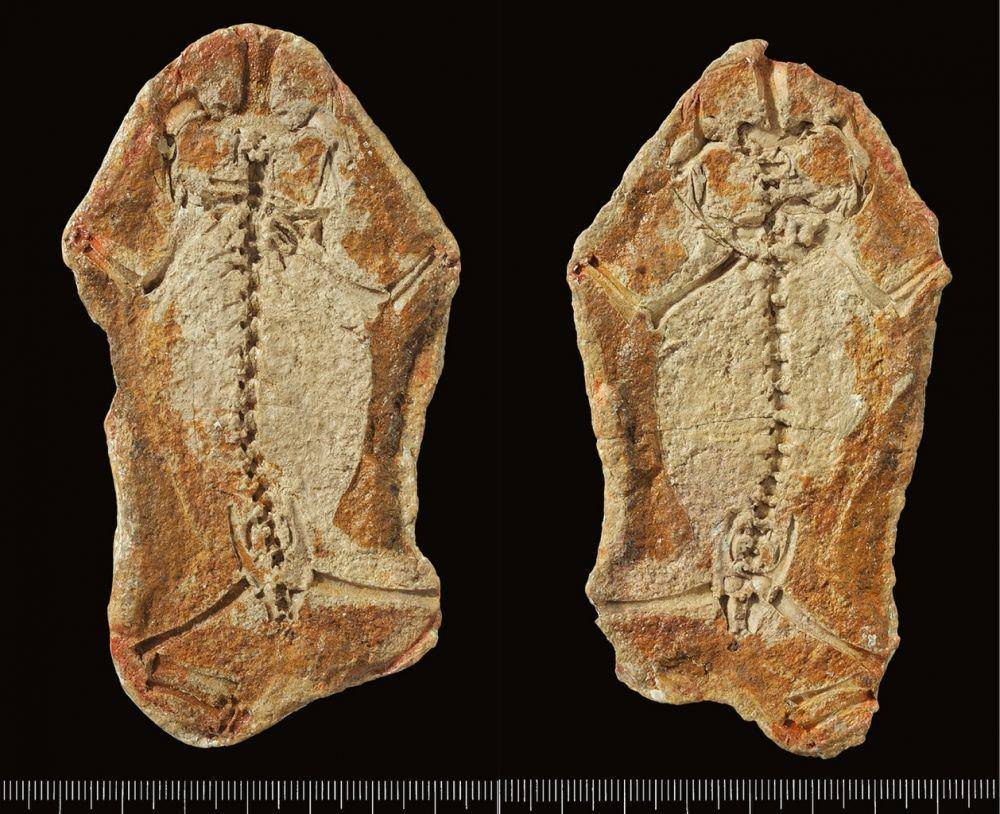 ilustrasi fosil Triadobatrachus (commons.wikimedia.org)