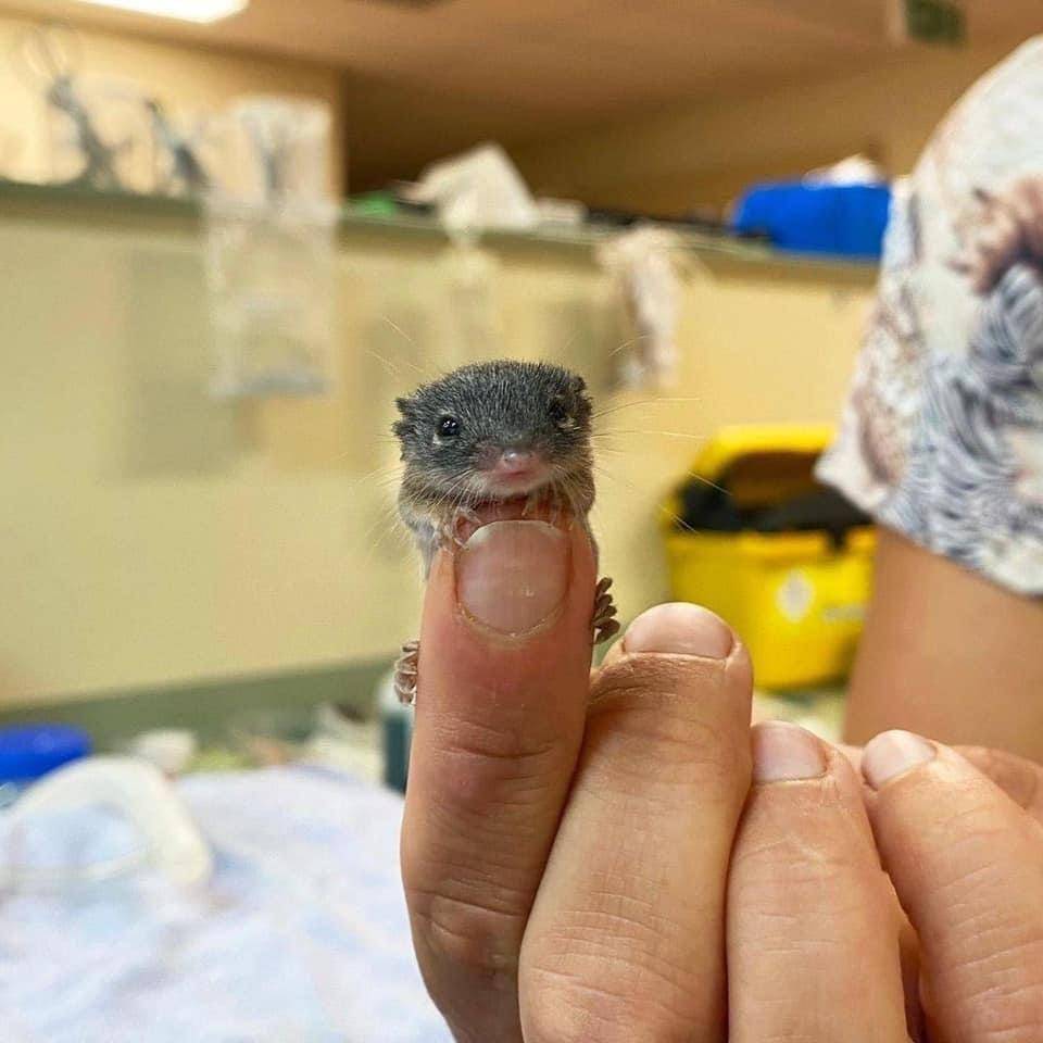 potret gemas hewan kecil (reddit.com/user/PhotoGirlGA)