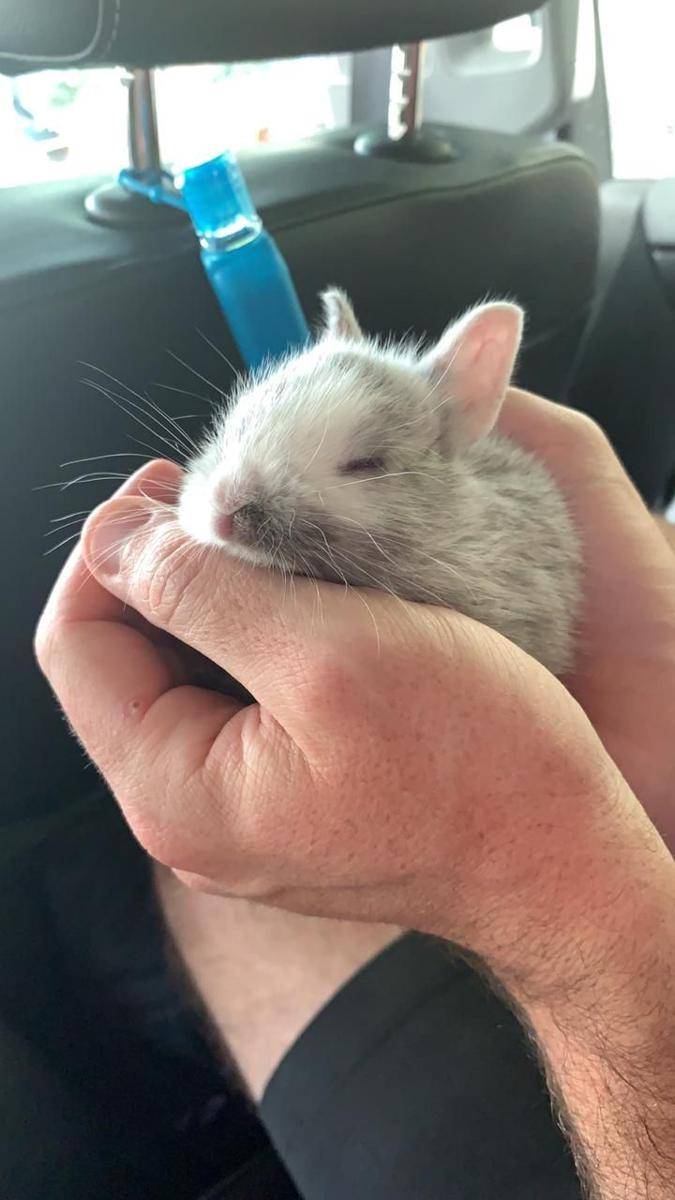 potret gemas hewan kecil (reddit.com/user/DecidedlyUnnecessary)