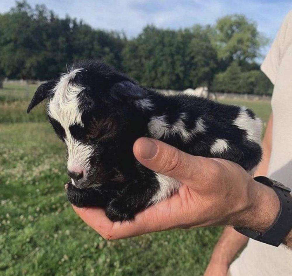 potret gemas hewan kecil (reddit.com/user/modianos)