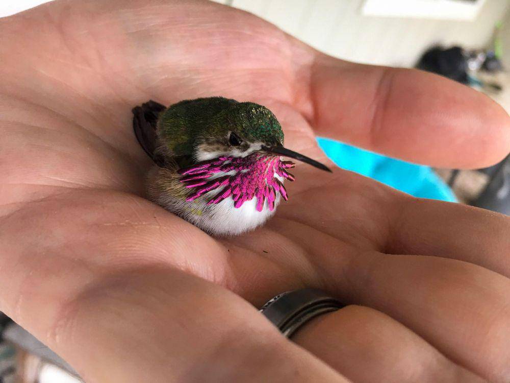 potret gemas hewan kecil (reddit.com/user/talldarkw0n)