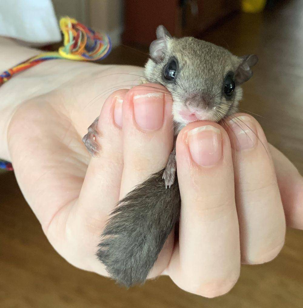 potret gemas hewan kecil (reddit.com/user/dubcgliders)