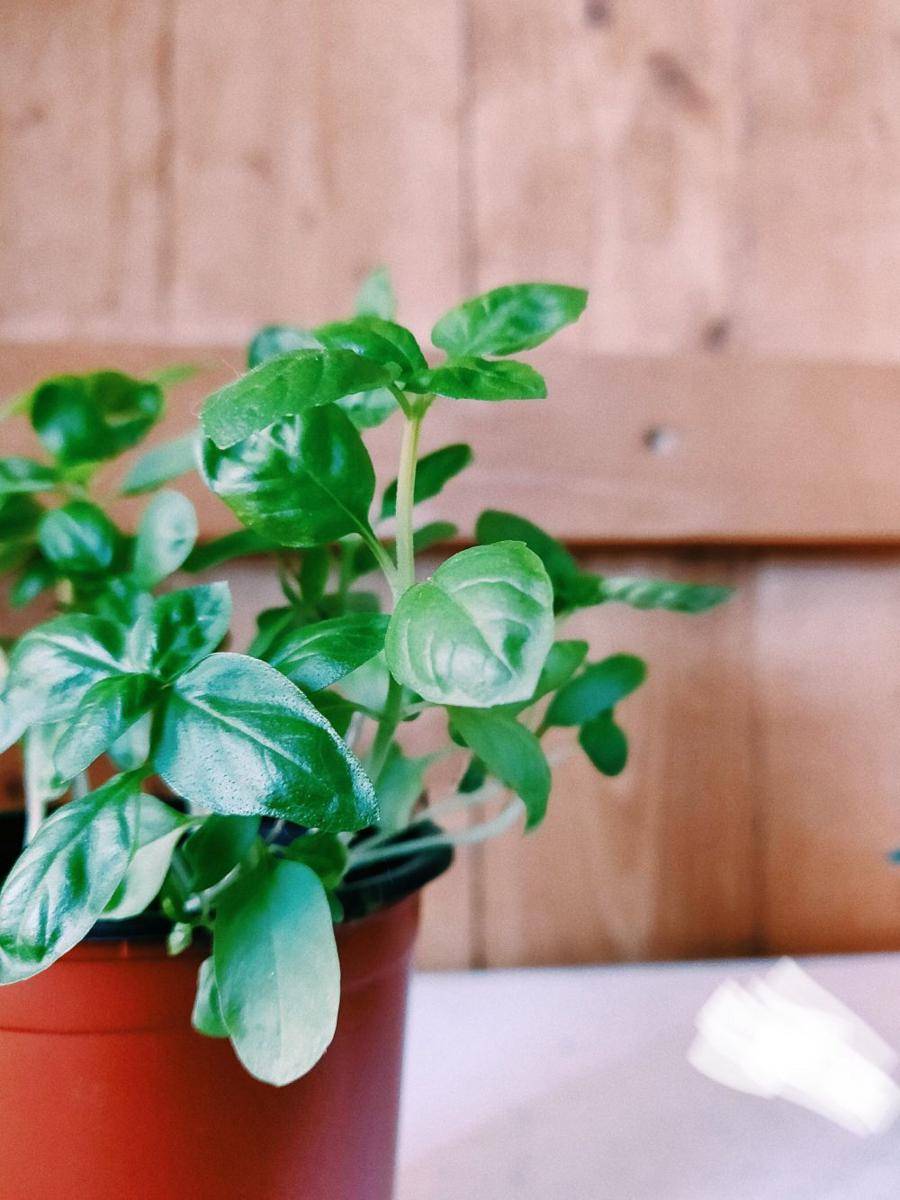 basil (pexels.com/dids)